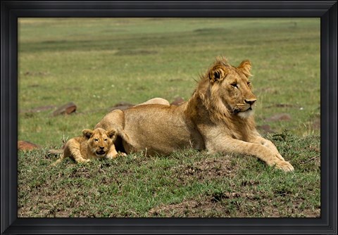 Framed Lion cub with male lion, Maasai Mara, Kenya Print