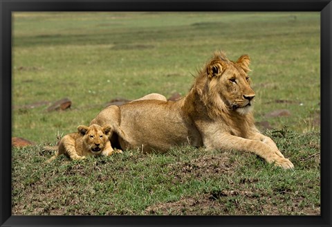 Framed Lion cub with male lion, Maasai Mara, Kenya Print