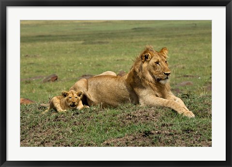 Framed Lion cub with male lion, Maasai Mara, Kenya Print