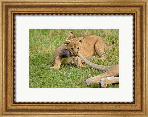 Framed Lion cub, mothers tail, Masai Mara Game Reserve, Kenya Print