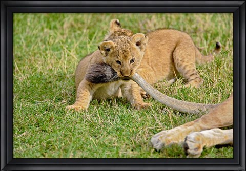 Framed Lion cub, mothers tail, Masai Mara Game Reserve, Kenya Print