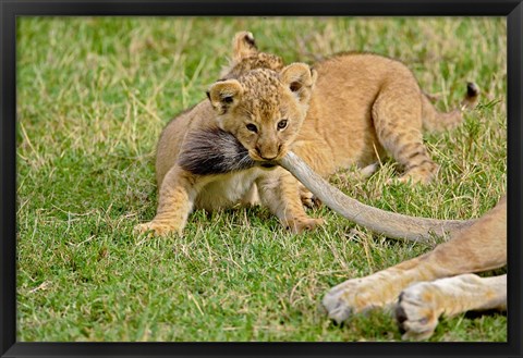 Framed Lion cub, mothers tail, Masai Mara Game Reserve, Kenya Print