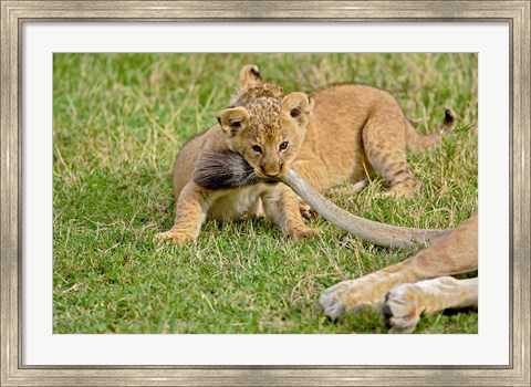 Framed Lion cub, mothers tail, Masai Mara Game Reserve, Kenya Print