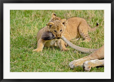 Framed Lion cub, mothers tail, Masai Mara Game Reserve, Kenya Print