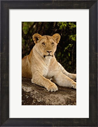 Framed Lion, Panthera leo, Serengeti National Park, Tanzania Print