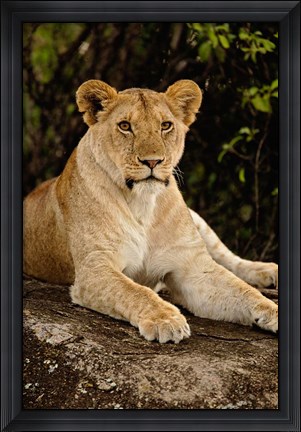 Framed Lion, Panthera leo, Serengeti National Park, Tanzania Print