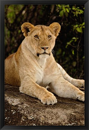 Framed Lion, Panthera leo, Serengeti National Park, Tanzania Print