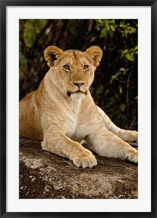 Framed Lion, Panthera leo, Serengeti National Park, Tanzania Print