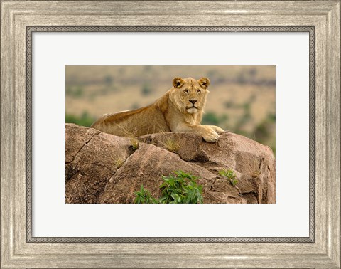 Framed Lion, Serengeti National Park, Tanzania Print