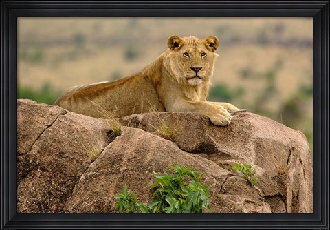 Framed Lion, Serengeti National Park, Tanzania Print