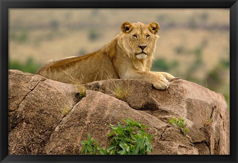 Framed Lion, Serengeti National Park, Tanzania Print