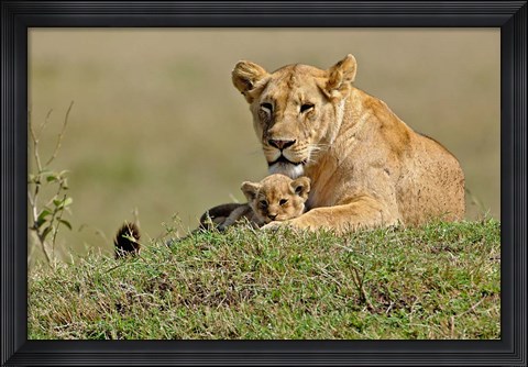Framed Lioness and cub, Masai Mara Game Reserve, Kenya Print