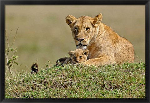 Framed Lioness and cub, Masai Mara Game Reserve, Kenya Print