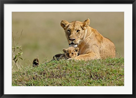 Framed Lioness and cub, Masai Mara Game Reserve, Kenya Print