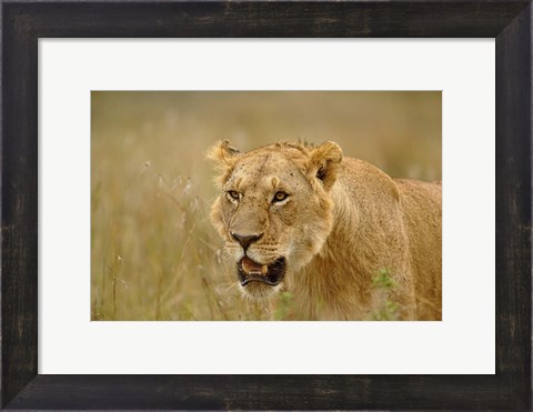 Framed Lioness on the hunt in tall grass, Masai Mara Game Reserve, Kenya Print