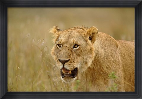 Framed Lioness on the hunt in tall grass, Masai Mara Game Reserve, Kenya Print