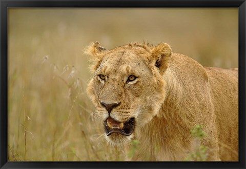 Framed Lioness on the hunt in tall grass, Masai Mara Game Reserve, Kenya Print