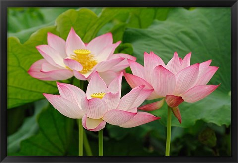 Framed Lotus flower, Nelumbo nucifera, China Print