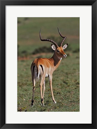Framed Male Impala, Antelope, Maasai Mara, Kenya Print