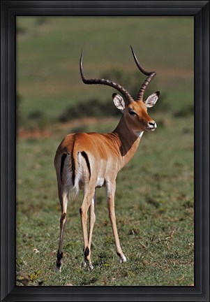 Framed Male Impala, Antelope, Maasai Mara, Kenya Print