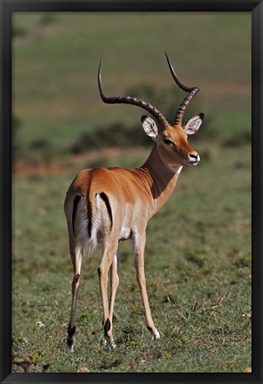 Framed Male Impala, Antelope, Maasai Mara, Kenya Print