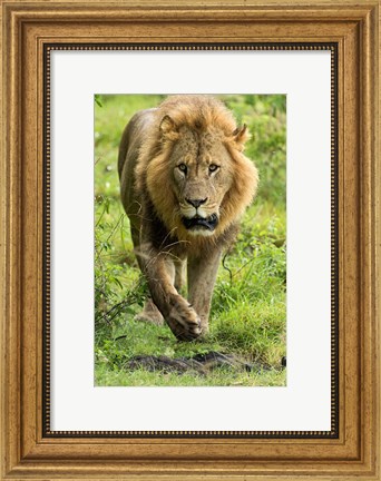 Framed Male Lion, Lake Nakuru National Park, Kenya Print