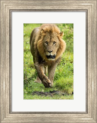 Framed Male Lion, Lake Nakuru National Park, Kenya Print