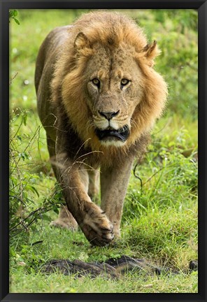 Framed Male Lion, Lake Nakuru National Park, Kenya Print