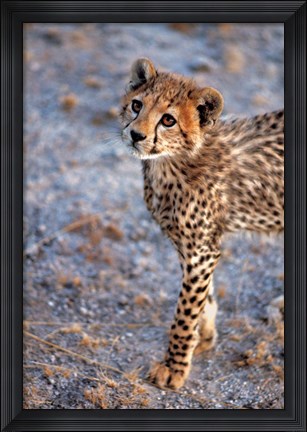 Framed Kenya, Cheetah in Amboseli National Park Print