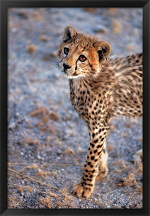 Framed Kenya, Cheetah in Amboseli National Park Print