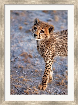Framed Kenya, Cheetah in Amboseli National Park Print