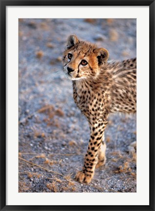 Framed Kenya, Cheetah in Amboseli National Park Print