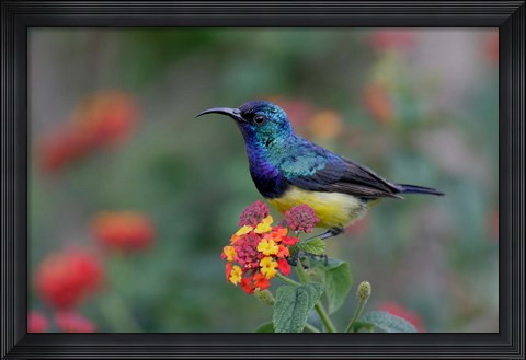 Framed Kenya, Lake Naivasha. Variable sunbird male Print