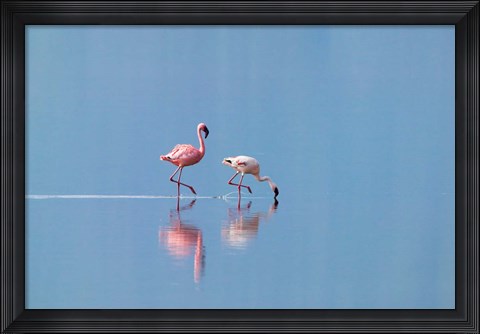 Framed Lesser Flamingoes (Phoenicopterus minor), Lake Nakuru, Kenya Print