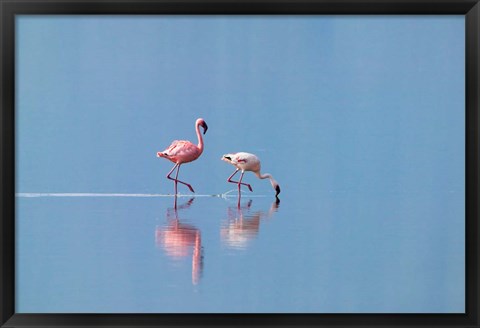 Framed Lesser Flamingoes (Phoenicopterus minor), Lake Nakuru, Kenya Print