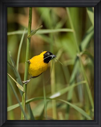 Framed Lesser Masked Weaver bird, Mkuze GR, South Africa Print