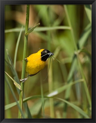 Framed Lesser Masked Weaver bird, Mkuze GR, South Africa Print