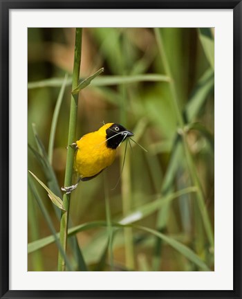 Framed Lesser Masked Weaver bird, Mkuze GR, South Africa Print