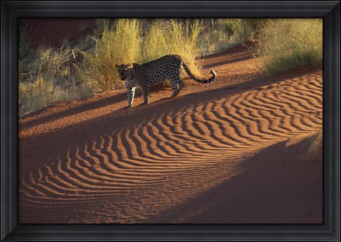 Framed Leopard on sand dunes, Namib-Naukluft Park, Namibia Print