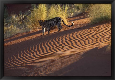 Framed Leopard on sand dunes, Namib-Naukluft Park, Namibia Print