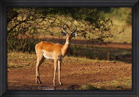 Framed Impala, Maasai Mara Wildlife Reserve, Kenya Print