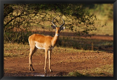 Framed Impala, Maasai Mara Wildlife Reserve, Kenya Print