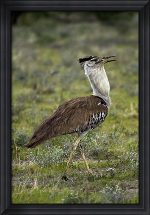 Framed Kori Bustard, Ardeotis kori, Etosha NP, Namibia, Africa. Print