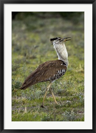 Framed Kori Bustard, Ardeotis kori, Etosha NP, Namibia, Africa. Print