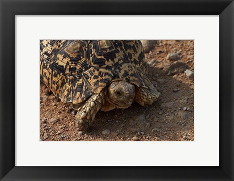 Framed Leopard tortoise, Stigmochelys pardalis, Etosha NP, Namibia, Africa. Print
