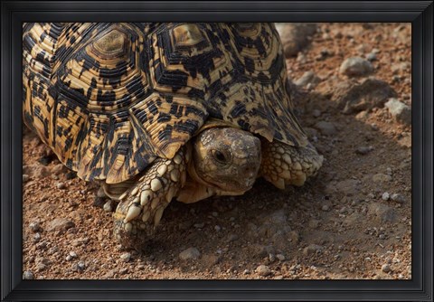 Framed Leopard tortoise, Stigmochelys pardalis, Etosha NP, Namibia, Africa. Print
