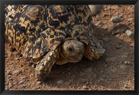 Framed Leopard tortoise, Stigmochelys pardalis, Etosha NP, Namibia, Africa. Print