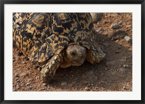 Framed Leopard tortoise, Stigmochelys pardalis, Etosha NP, Namibia, Africa. Print