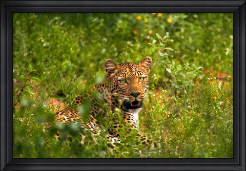 Framed Leopard, Kruger National Park, South Africa Print