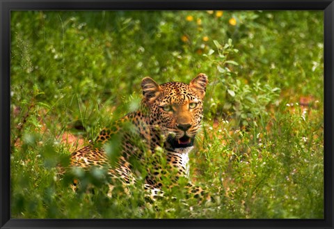 Framed Leopard, Kruger National Park, South Africa Print